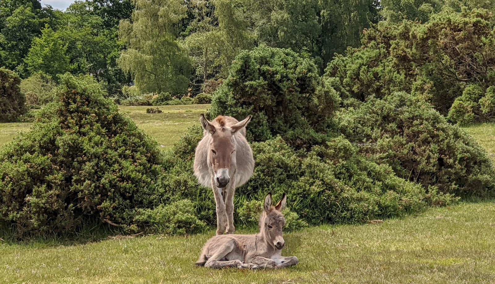 Donkeys at Canada Common in the New Forest